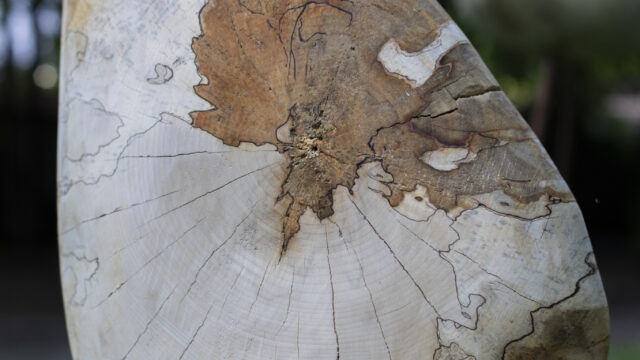 Mira Friedrich, Detail aus: Herde, 2025, Ahornholz mit Pilzbefall, Stahlstangen, Foto: © Tina Peißker